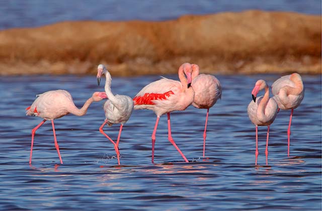 Parque Nacional y Natural de Doñana