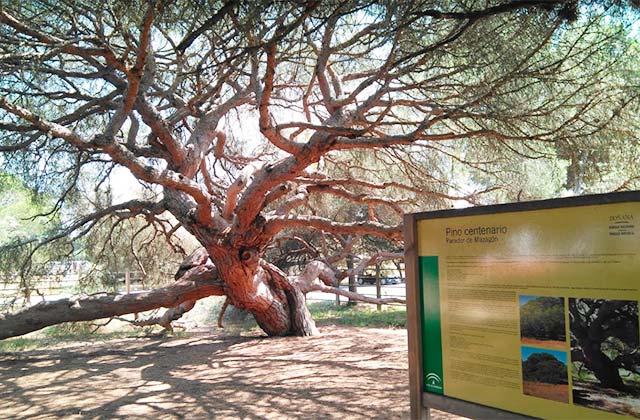 The Centennial Pine of Mazagon