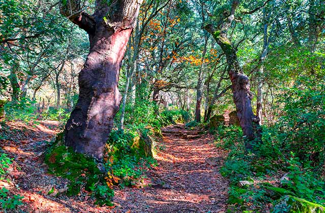 Parques Naturales de Andalucía - Sierra de Aracena 