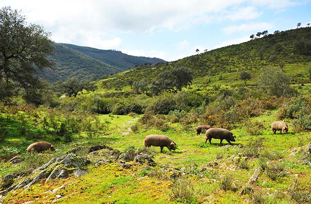 Route des iberischen Schinkens  - Dehesa con cerdos ibericos