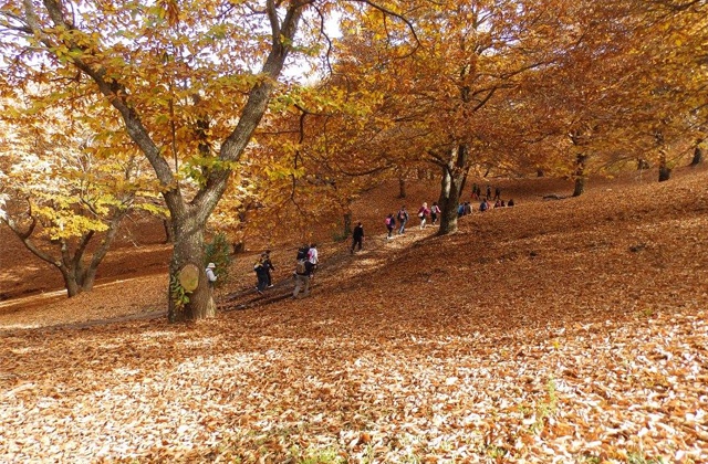 Senderismo bosque de cobre