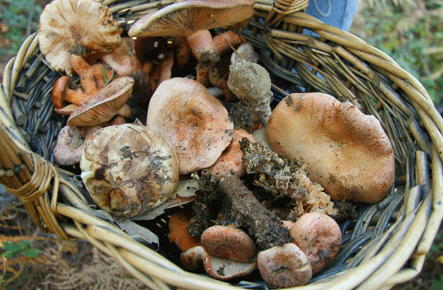 Mycologie: 9 lieux d’Andalousie pour se perdre à la cueillette des champignons: Setas