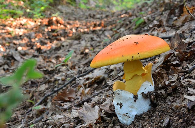 Amanita caesarea, Serranía de Ronda