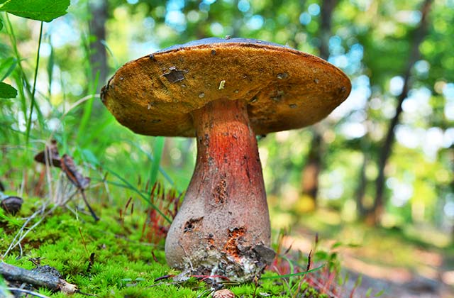 setas boletus aereus