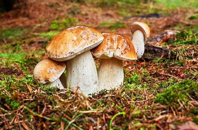 Boletus edulis Sierras de Tejeda, Almijara y Alhama