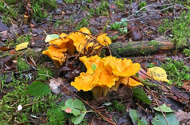 Cantharellus pales, Los Alconrnocales