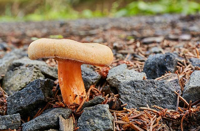 lactarius deliciosus, Sierras de Cazorla, Segura y Las Villas