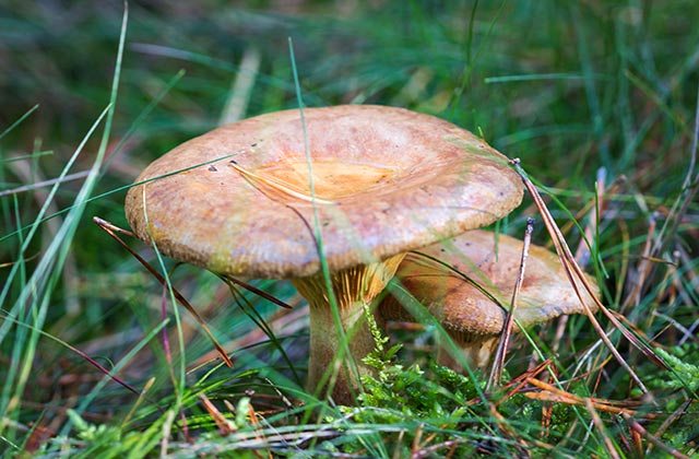 lactarius deliciosus, Sierra Morena