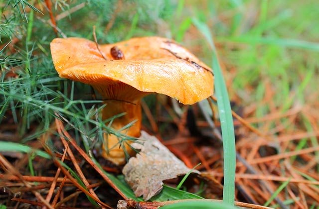 Lactarius deliciosus