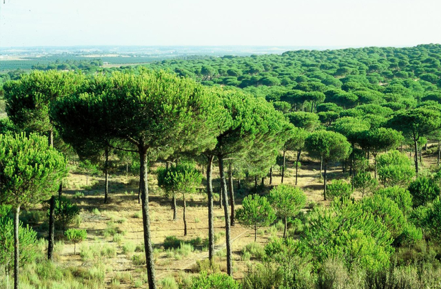 Pinares de Cartaya