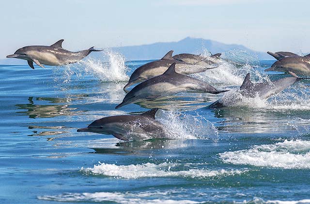 Aktivitäten für Familie an der Costa de la Luz - Avistamiento de Cetáceos