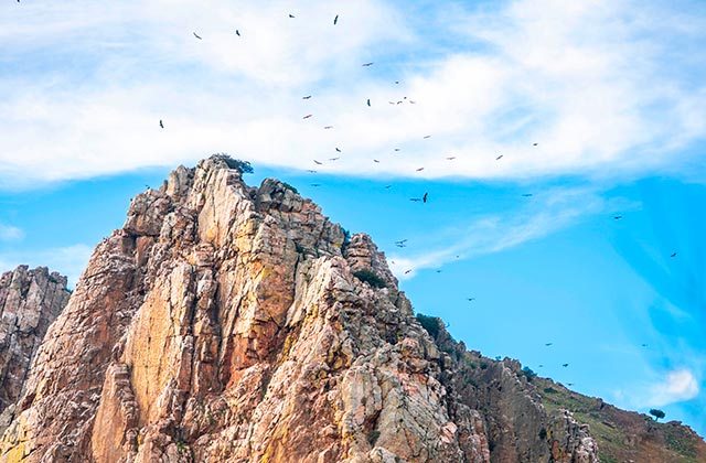 Avistamiento aves Sierra de Grazalema