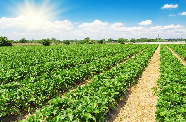 how Huelva Strawberries are cultivated