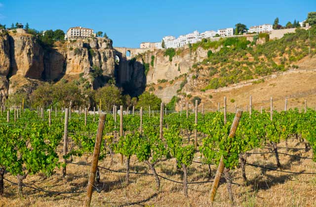 Ruta del vino y bodegas en Ronda