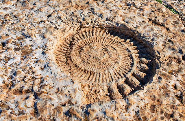 El Torcal, Ammonites