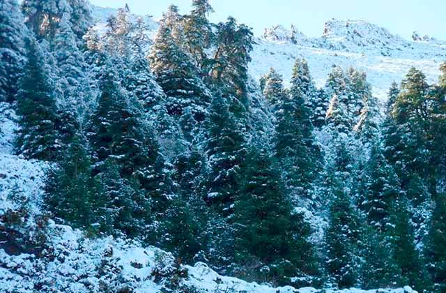 Routes de randonnée pour profiter de la neige en Andalousie - Sendero del Pinsapar de Grazalema
