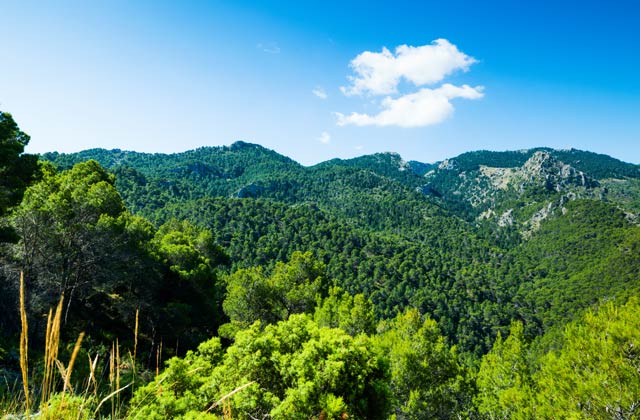 Bois de l’Andalousie - Sierra de las Nieves, Bois de pinsapos