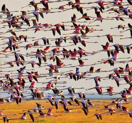 turismo ornitológico Huelva