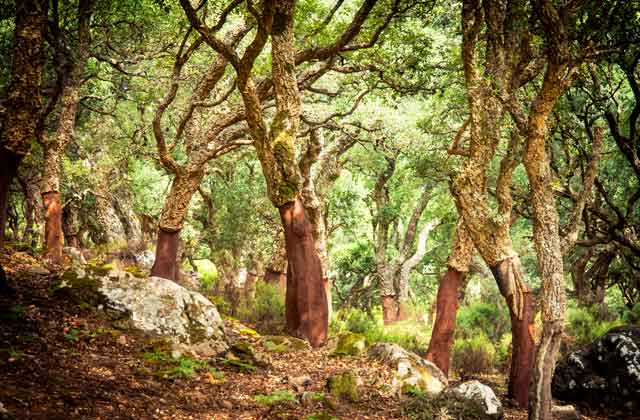 Parque Natural de Los Alcornocales, Càdiz