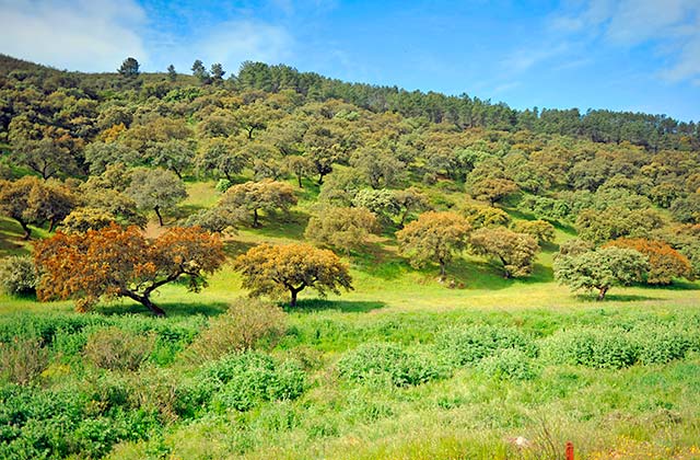 randonnée en Andalousie - Parque Natural Sierra de Aracena