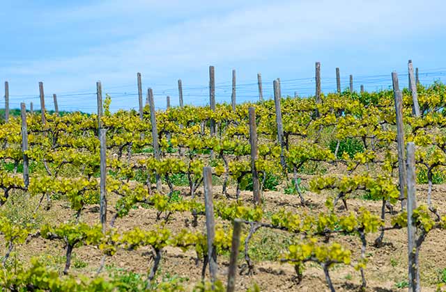 viñedos Sierra de Grazalema