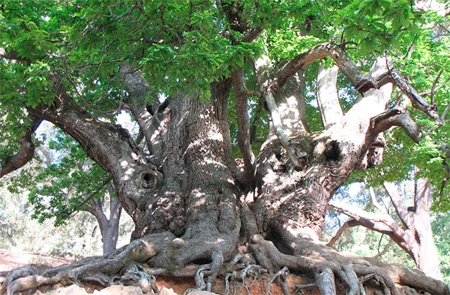 Heiliger Kastanienbaum von Istán