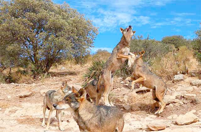 Lobo Park (Wolf Park)