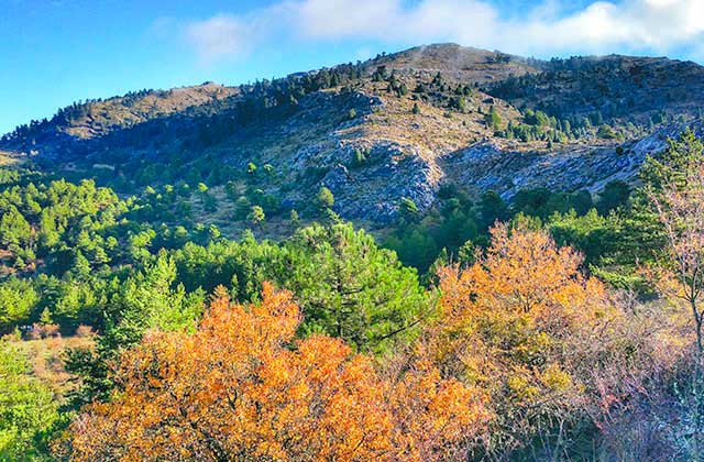 Andalusien Wälder - El Quejigal de Tolox