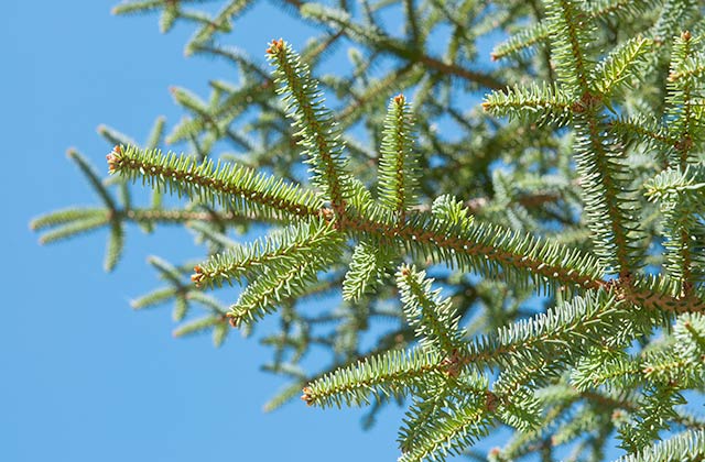 Pinsapar de la Sierra de Grazalema