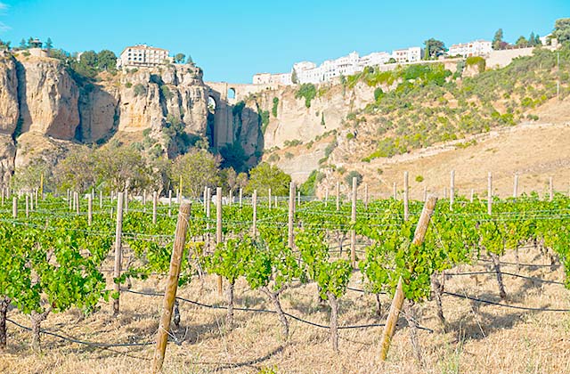 La Ruta del Vino y las Bodegas de la Serranía de Ronda