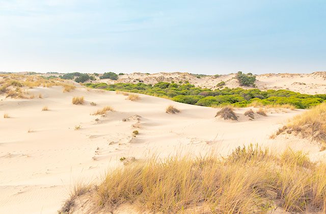dunas móviles Doñana
