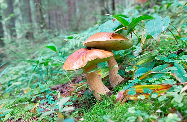 Setas en el bosque