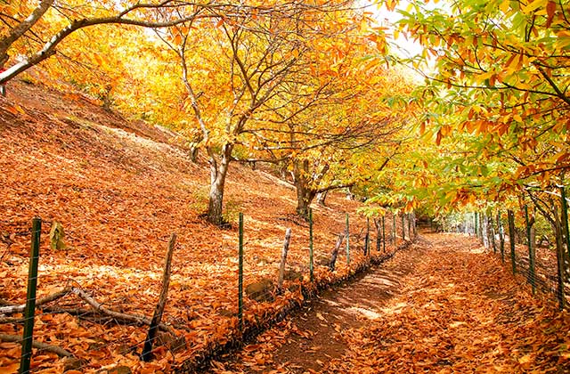 Castaños del Valle del Genal en Málaga