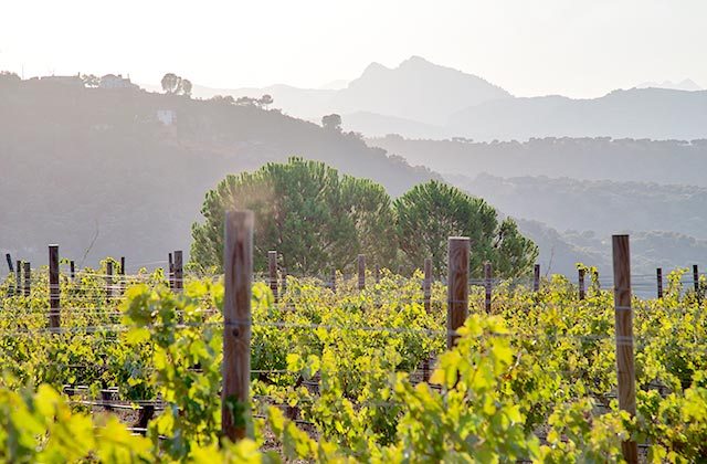 Viñedos en Ronda