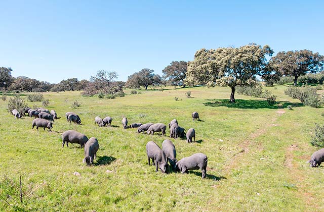 Cerdo en la Dehesa