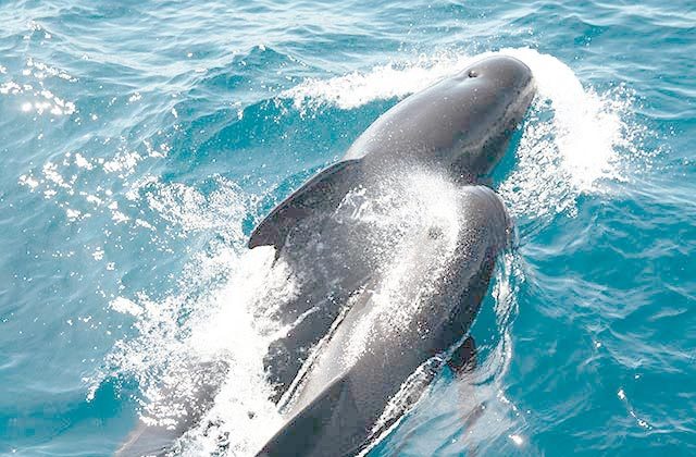Avistamiento cetáceos Gibraltar