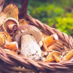 Micoturismo en Andalucia