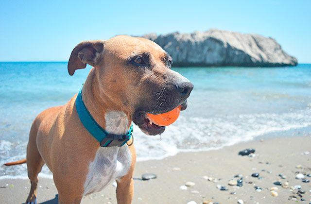 Canine beach of Piedra Paloma in Casares