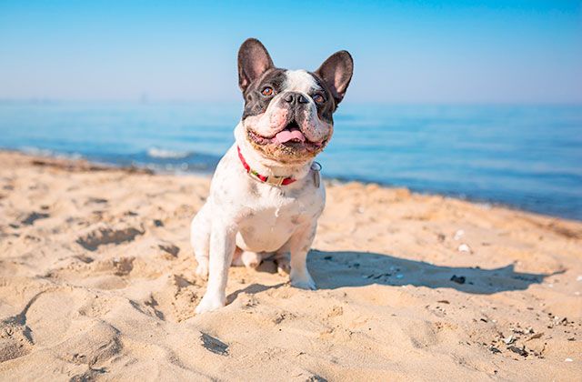 Plage canine Fuengirola dog beach