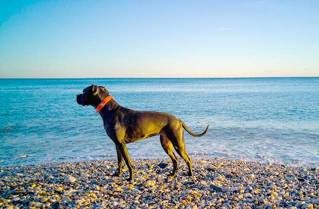 Plage canine Benalcán sur la plage Arroyo Hondo, Benalmádena