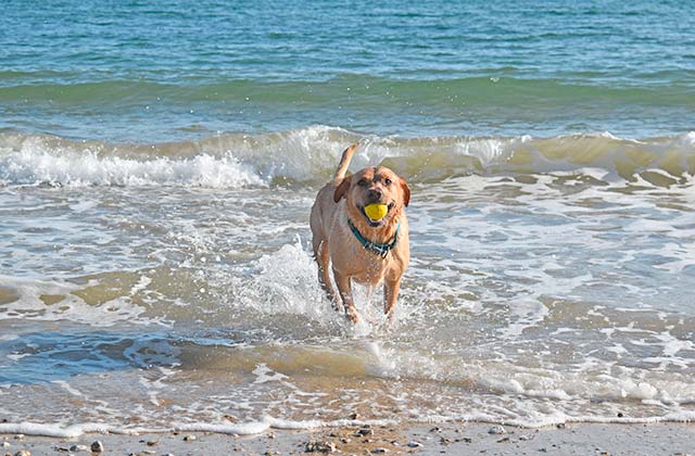 Plage canine de Torrox