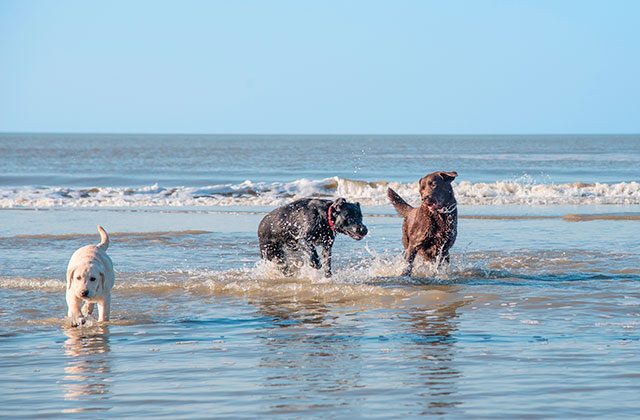 Plage canine de Vélez-Málaga