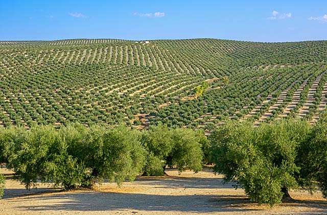 Olivares en Andalucía