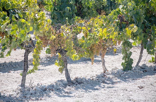 Viñedo Jerez