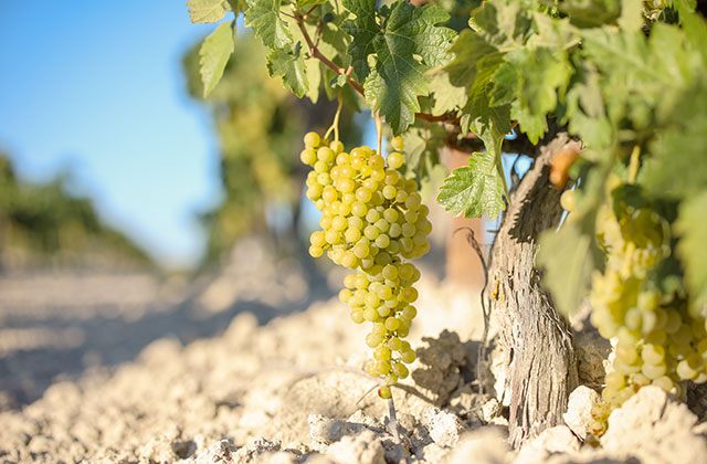 Uva Palomino fino, Jerez