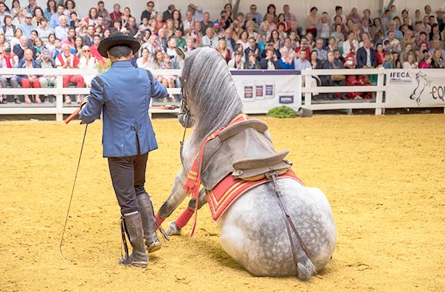 Actividades Feria del Caballo Jerez - Crédito: miquelito / Shutterstock.com