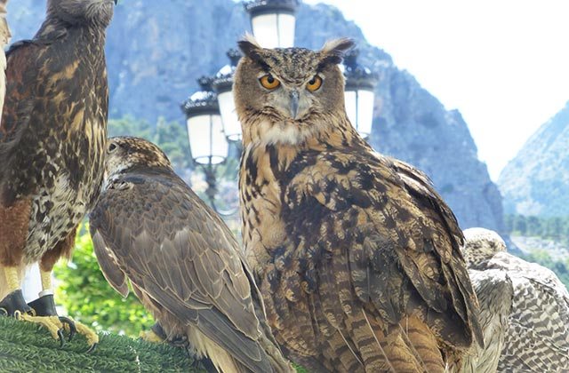 Observación de aves Grazalema 