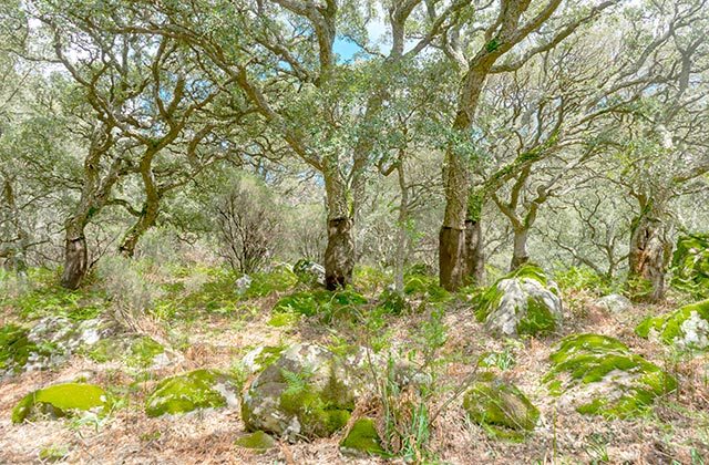 Parque Natural de los Alcornocales 