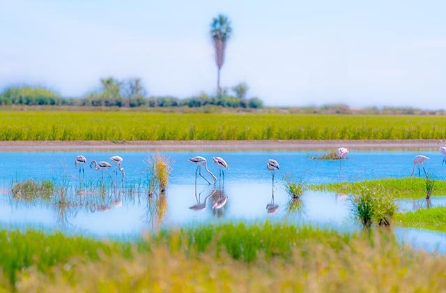 Parque Natural de Doñana