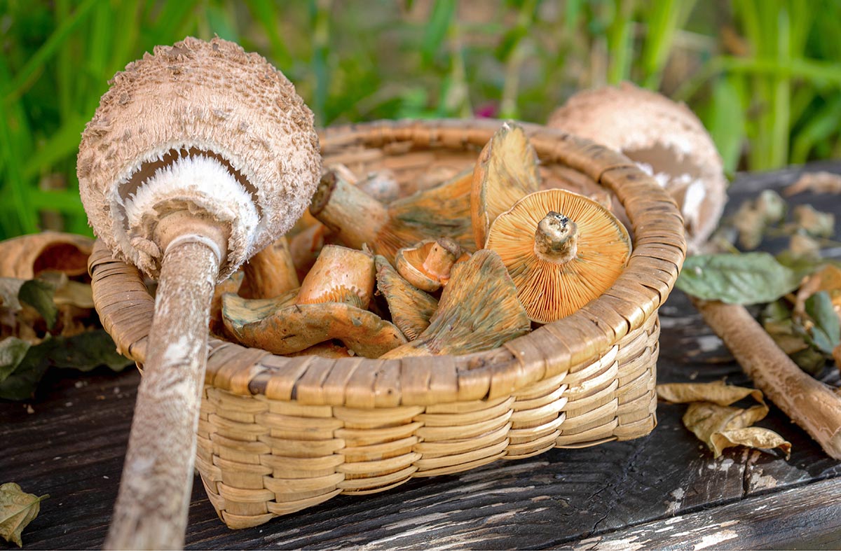 Micoturismo Andalucia - cesta de Niscalos